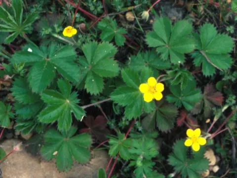 Potentilla