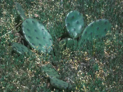 Prickly Pear