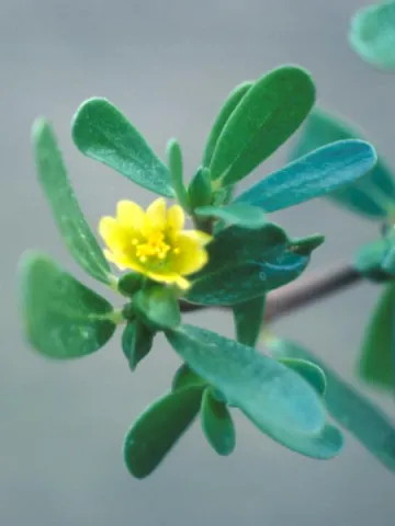 Purslane Flower