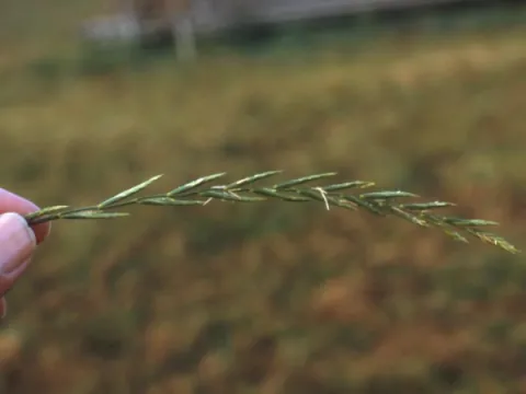 Quackgrass Seed Head