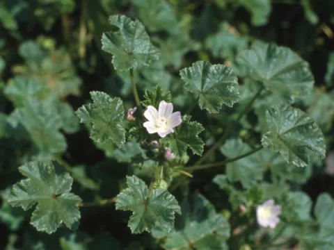 Roundleaf Mallow