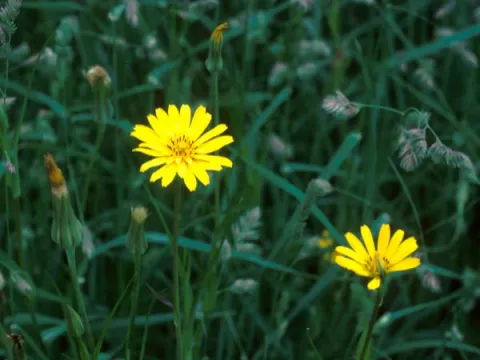 Salsify Flower