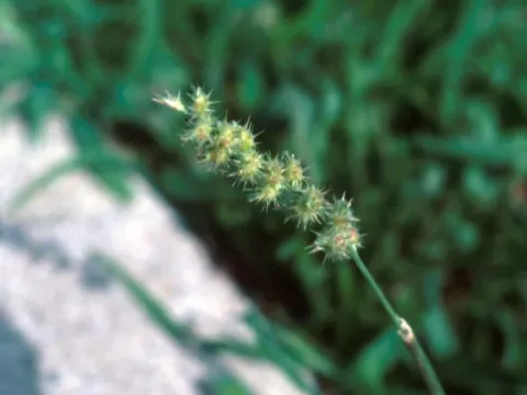 Sandbur Seed Head