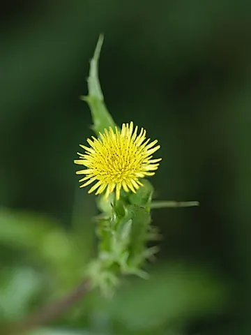 Sow Thistle Flower