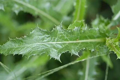 Sow Thistle Leaf