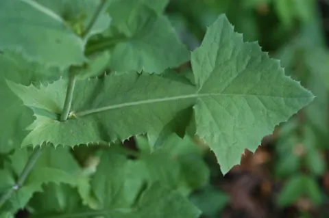 Perennial Sow Thistle Leaf