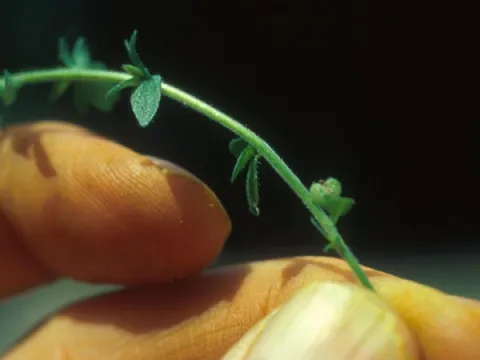 Speedwell Heart-Shaped Capsule