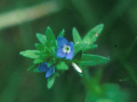 Speedwell Deep-Blue Flower