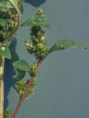 Spiny Pigweed Close-Up