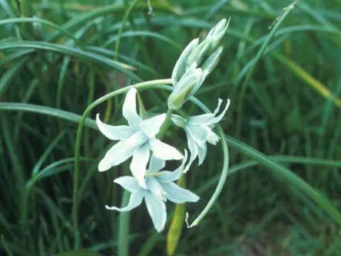 Star-of-Bethlehem