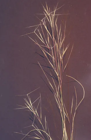 Three Awn Grass