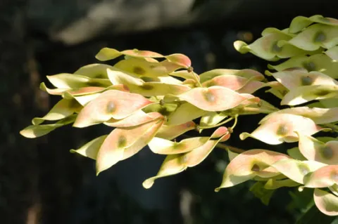 Tree of Heaven Fruit