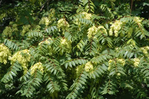 Tree of Heaven Leaves and Fruits