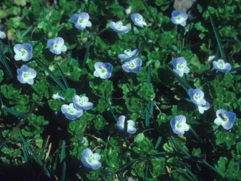 Veronica Flower