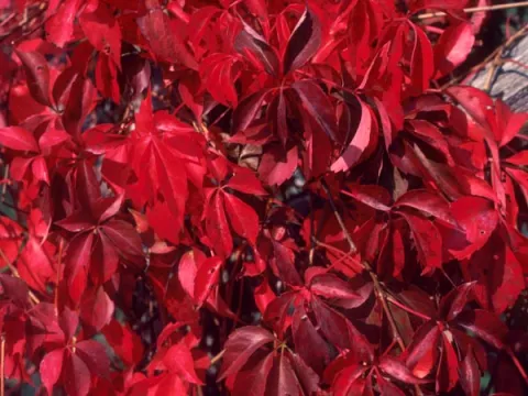 Virginia Creeper in Autumn