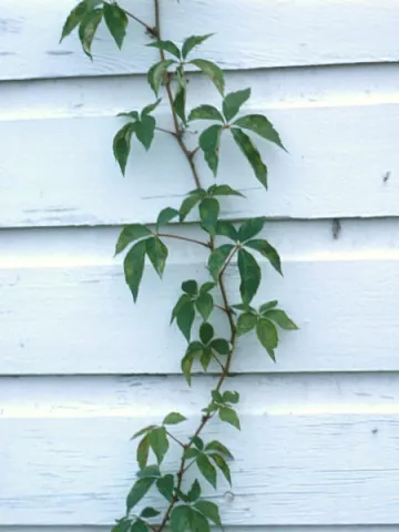 Virginia Creeper Vine