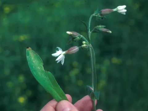 White Campion