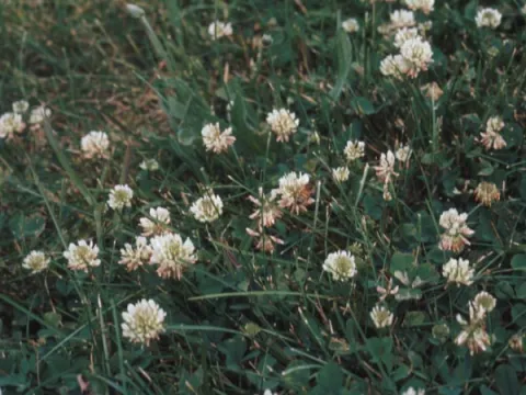 White Clover