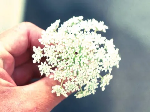 Wild Carrot Flower