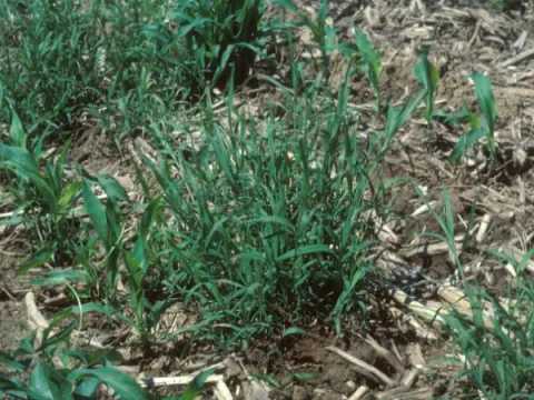 Wirestem Muhly in Corn
