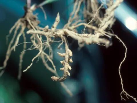 Wirestem Muhly Stolons