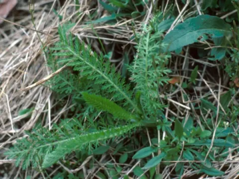 Yarrow