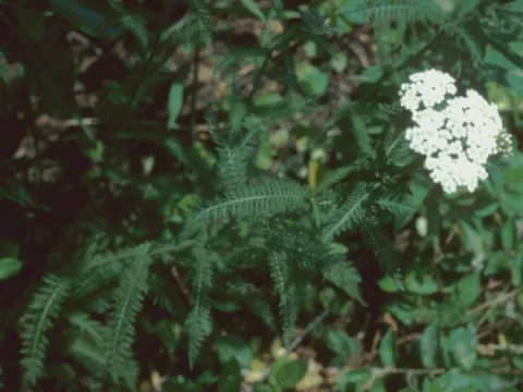 Yarrow Leaf and Flower