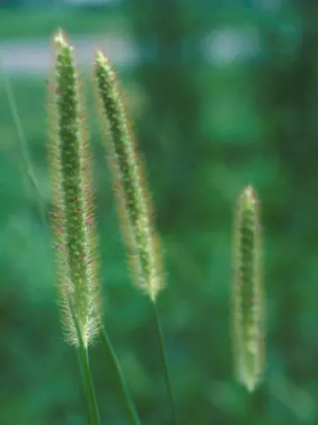 Yellow Foxtail