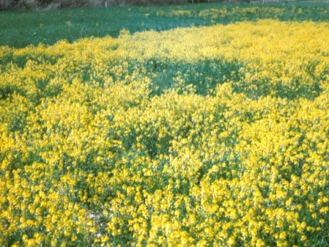 Field of Yellow Rocket