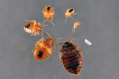 Life cycle of bed bug.
