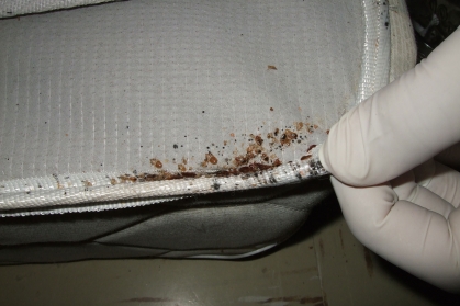 Bed Bugs on a mattress corner.