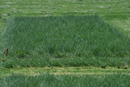 Timothy grass plot.