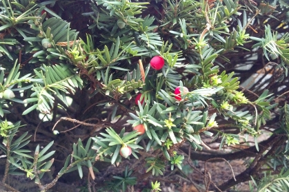Japanese Yew.