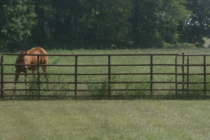 Weeds at pasture fence.