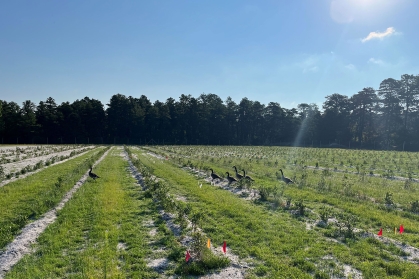 Canada geese in cover crops