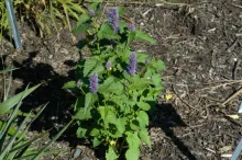 Anise Hyssop