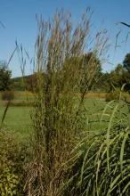 Big Bluestem