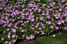 Annual Vinca