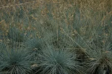 Blue Fescue