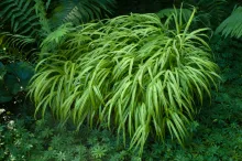 Hakonechloa