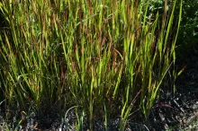 Japanese Blood Grass