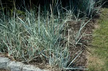 Lyme Grass