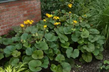 Bigleaf Goldenray