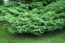 Russian Cypress