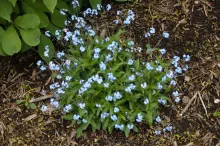 Forget-Me-Not