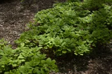Allegheny Spurge