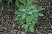 Garden Sage