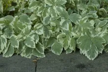 Bishop's Weed