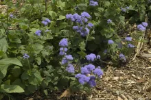 Ageratum