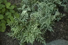 Japanese Painted Fern